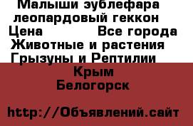 Малыши эублефара ( леопардовый геккон) › Цена ­ 1 500 - Все города Животные и растения » Грызуны и Рептилии   . Крым,Белогорск